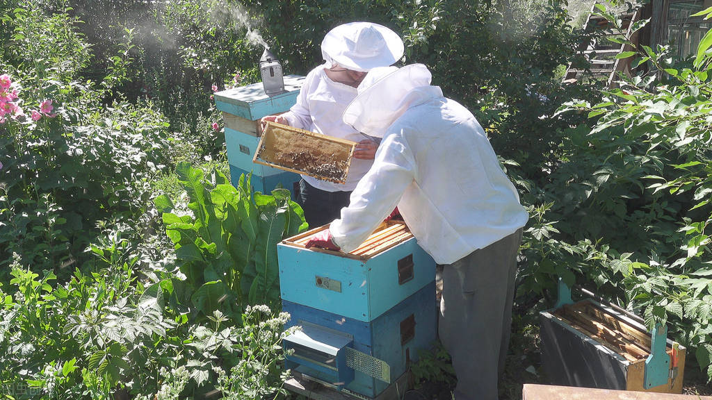 新手养蜂入门技术(基本常识和技术讲解)