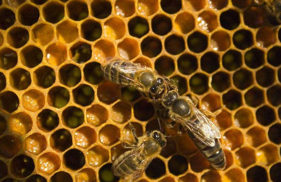 怎样人工培育优质蜂王？