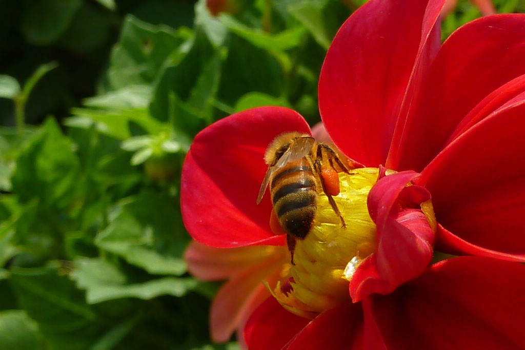 工蜂是雌蜂吗（蜜蜂的工蜂是什么性别）
