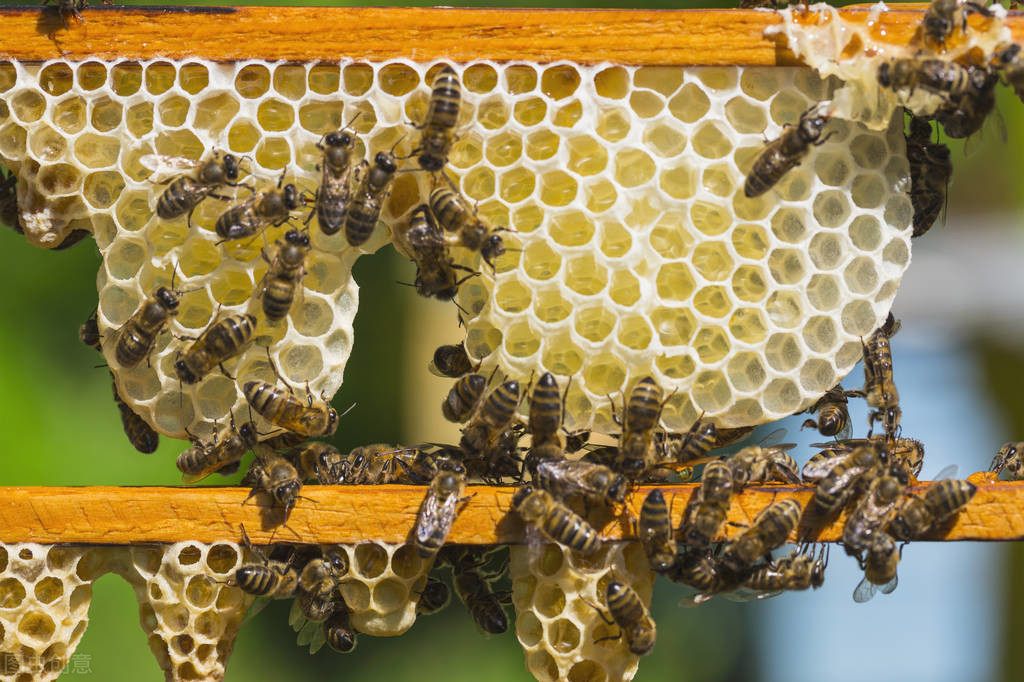 蜂王浆是哪种蜜蜂的分泌物（蜂王浆的功效与作用）