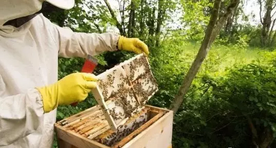 蜂箱湿度一般多少（蜜蜂的安全临界温度和最适湿度）