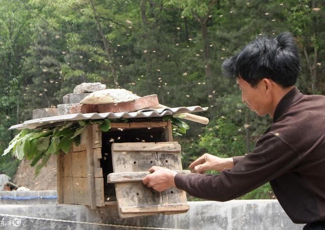 新养意大利蜜蜂过冬喂什么（越冬饲料意蜂怎么喂法）