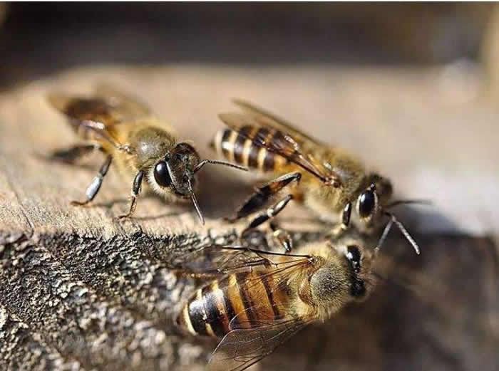 盗蜂的识别和处理方法