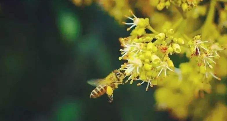 【蜜蜂知识】雄蜂试飞后多久分蜂？