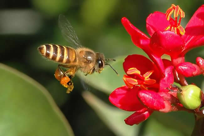 【蜜蜂知识】雄蜂试飞后多久分蜂？