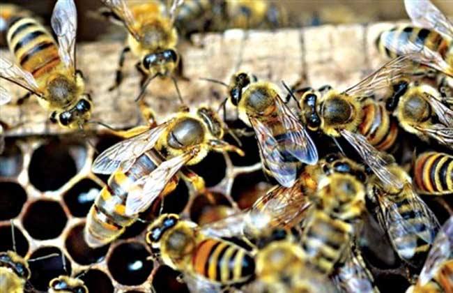 蜜蜂春季双王繁殖法