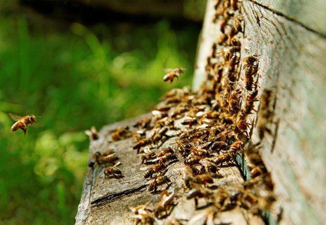 蜜蜂春季双王繁殖法