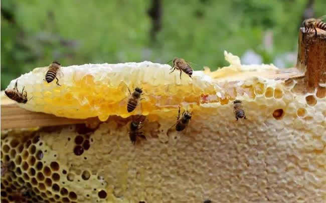 格子箱养蜂什么时候取蜜