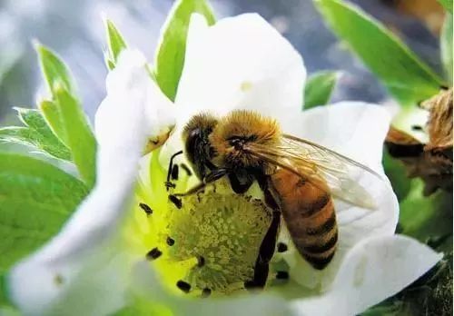 蜜蜂授粉,草莓农户怎样用药才不会对蜜蜂造成伤害