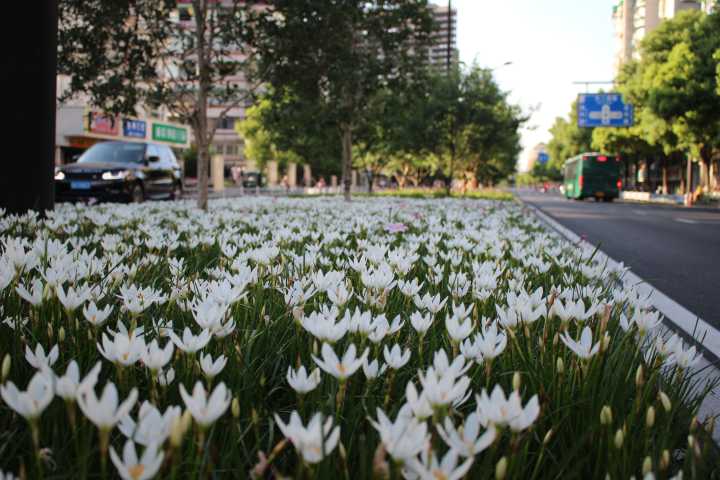 白花葱兰是什么品种（白花葱兰的生长特性）