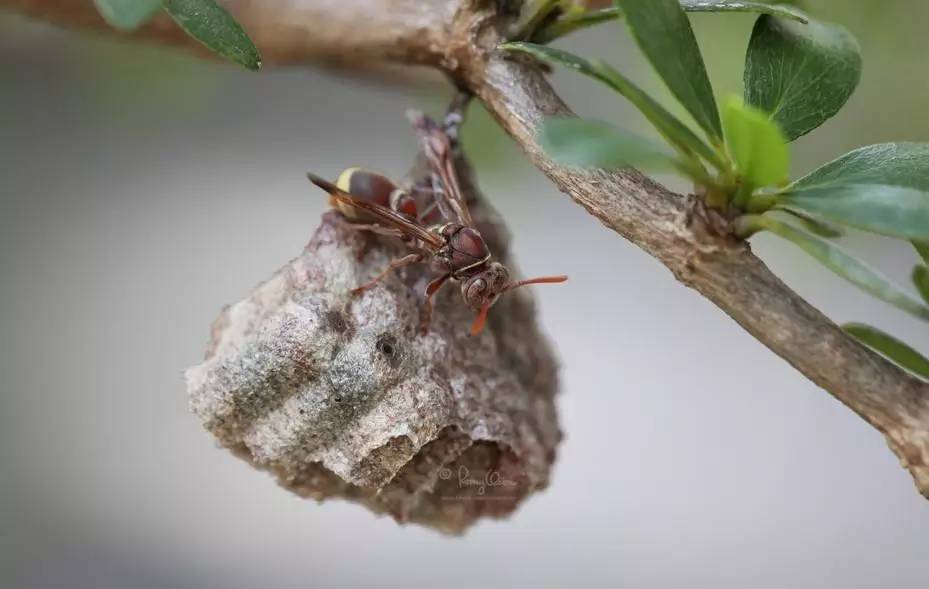 马蜂和黄蜂的区别图片（胡蜂、马蜂和黄蜂，到底有什么区别）