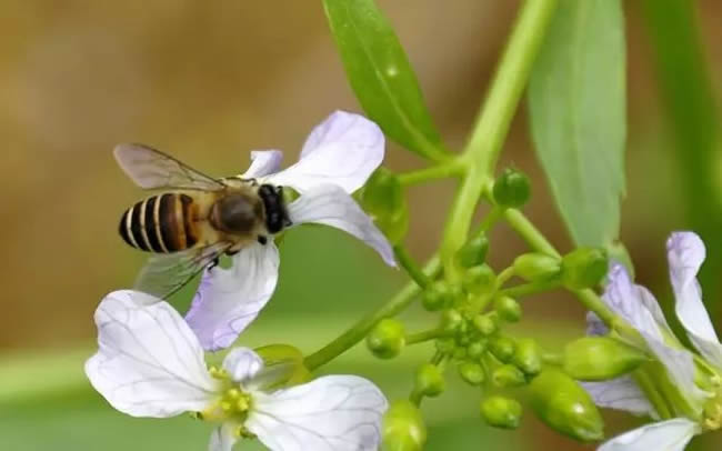 东方蜜蜂