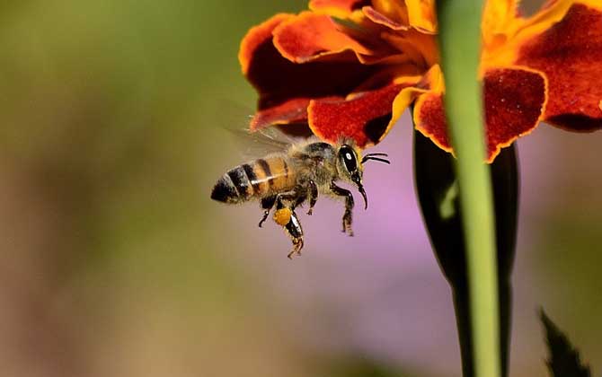 蜜蜂工蜂能飞多远