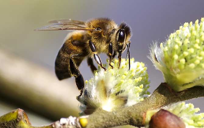 蜜蜂工蜂能飞多远