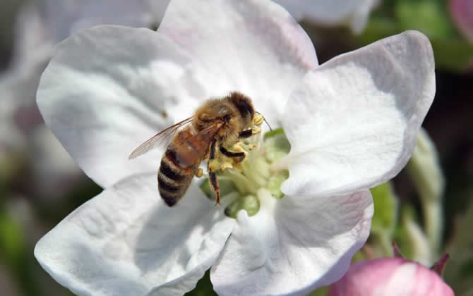 蜂王培育