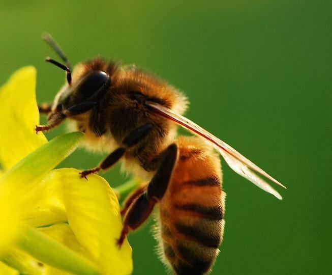 家养蜜蜂冬季怎么保暖？