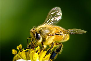 蜜蜂怎么叫声音（蜜蜂发出声音的方法）