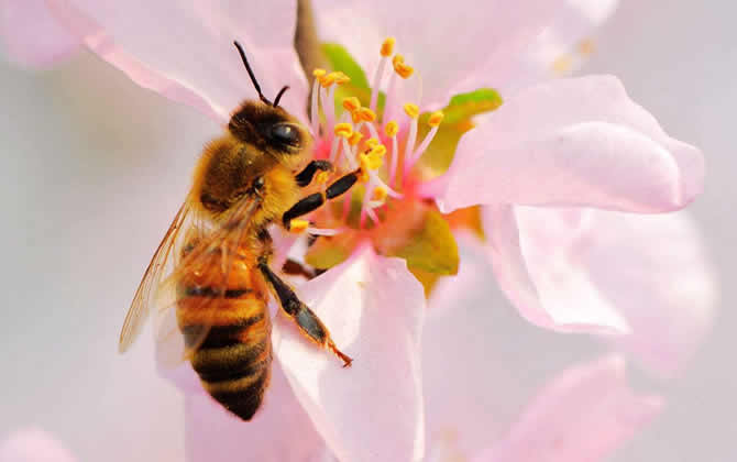 蜜蜂采蜜到酿蜜多久