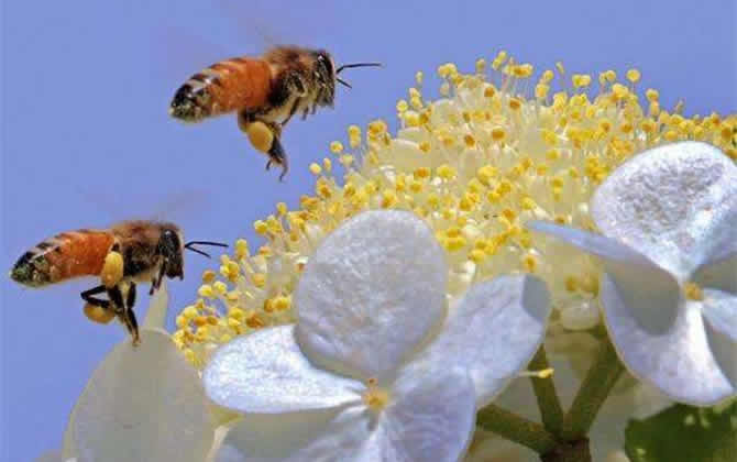 蜜蜂采蜜到酿蜜多久