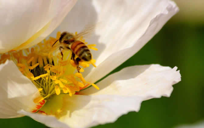 蜜蜂采蜜到酿蜜多久