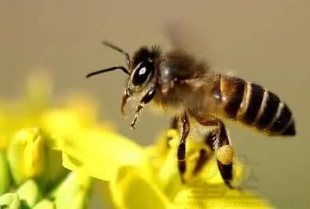 蜜蜂寓意和象征（蜜蜂的象征意义是什么）