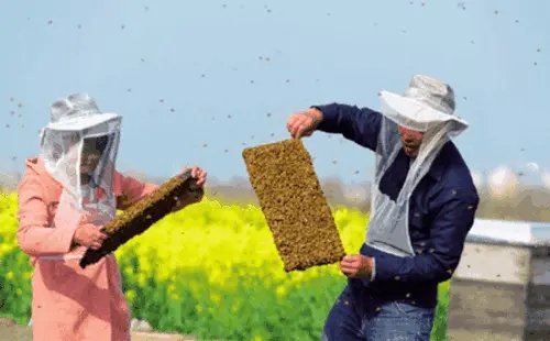 养蜂只养一箱可以吗