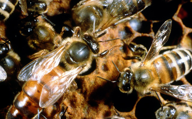 新手养蜂入门蜜蜂打架的原因（蜜蜂打架的原因及解决办法）