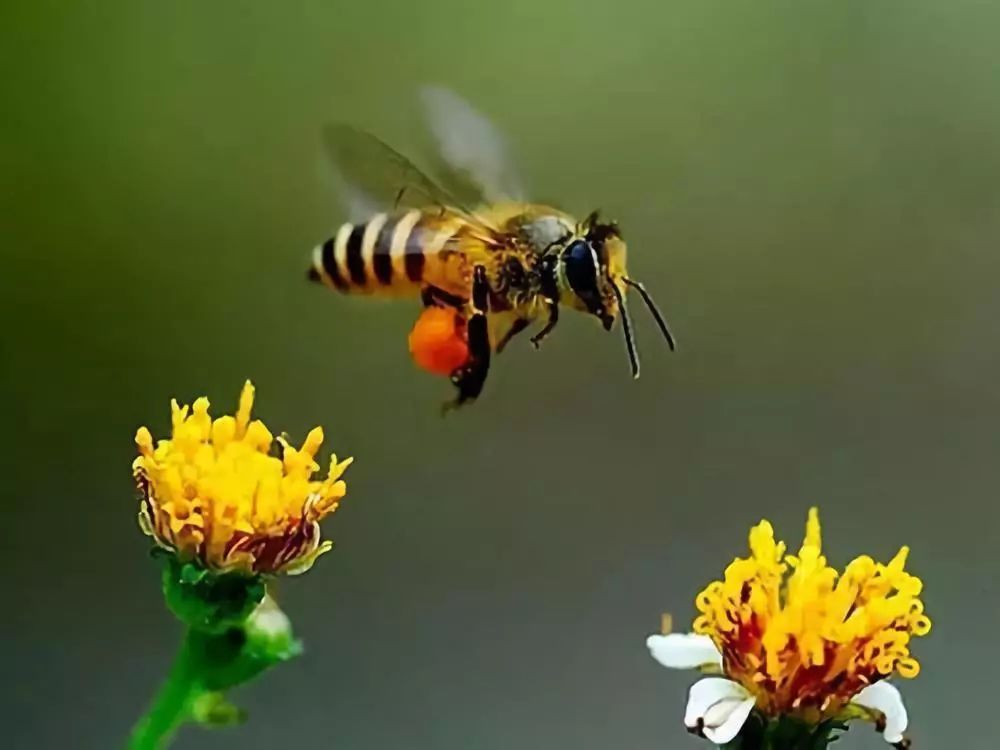 新手养蜂入门蜜蜂打架的原因（蜜蜂打架的原因及解决办法）