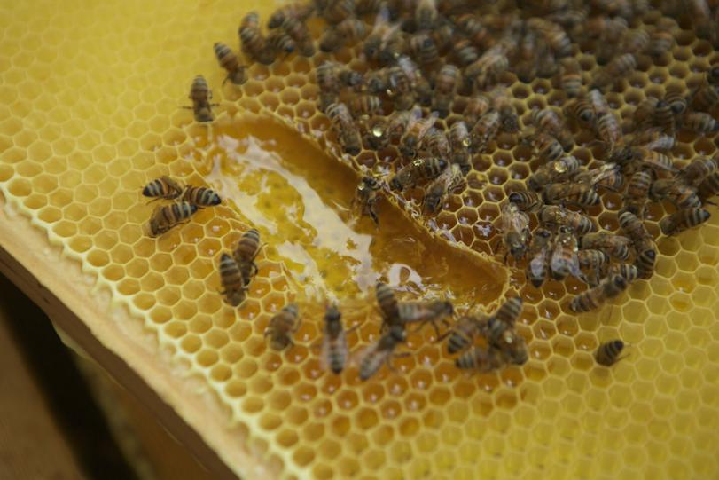 养蜂春繁湿度大怎么办（风向潮湿的原因和处理办法）