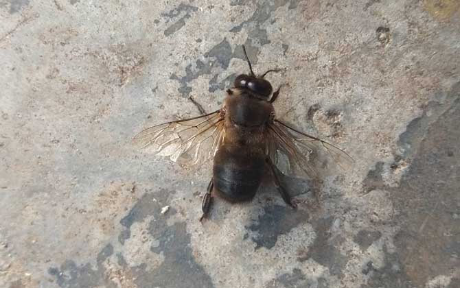 新疆黑蜂有毒吗（黑色的蜜蜂有毒吗）