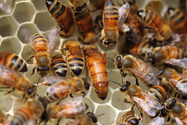 一张蜂脾有多少蜂蜜