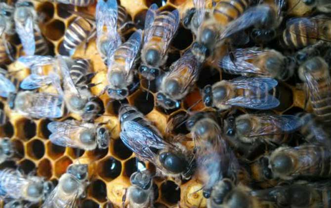 蜜蜂中的蜂王是什么蜂（什么是蜂王）