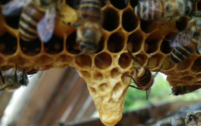 蜜蜂中的蜂王是什么蜂（什么是蜂王）
