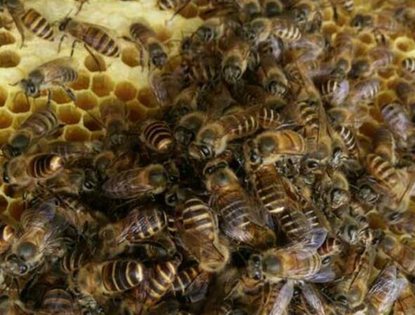 蜜蜂最简单的杀螨方法（怎么杀螨）