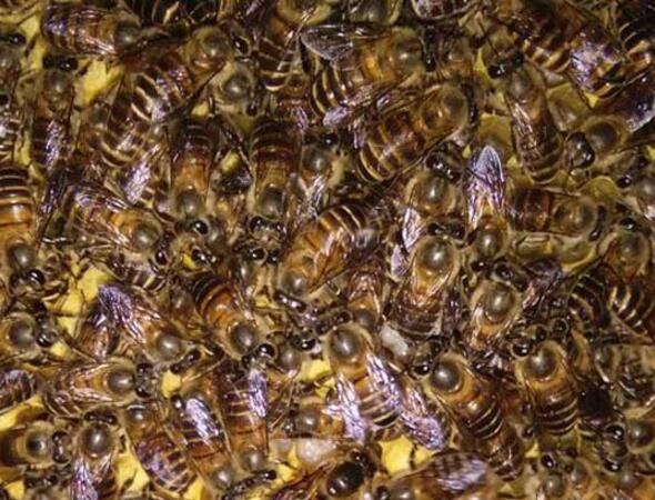 蜜蜂最简单的杀螨方法（怎么杀螨）