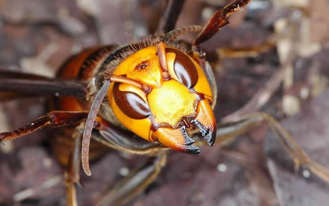 虎头蜂蛰了会死吗
