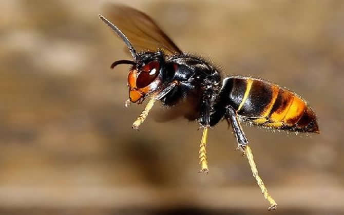 虎头蜂蛰了会死吗
