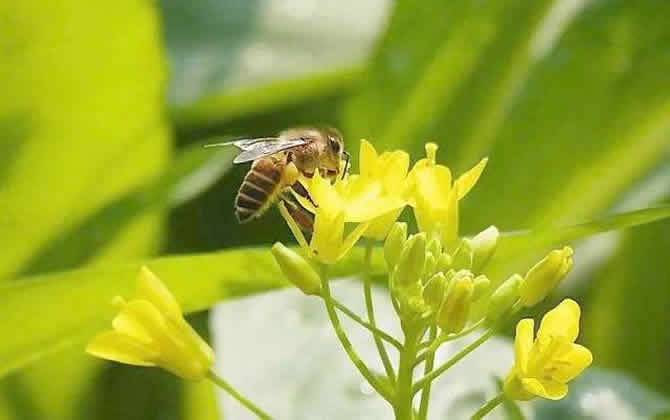 梦见蜜蜂