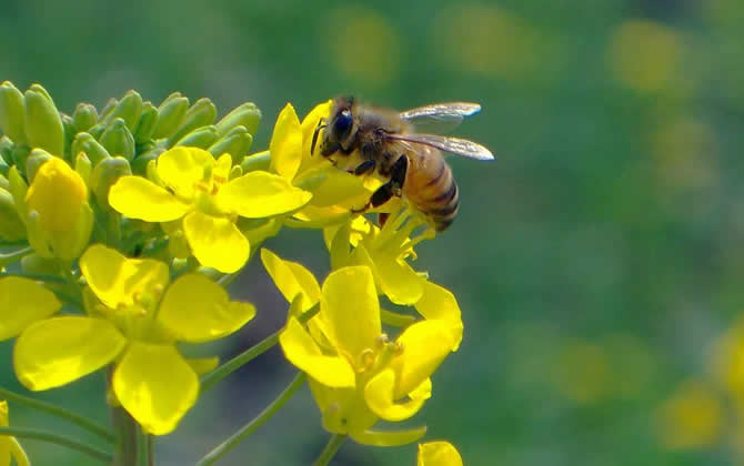 梦见蜜蜂