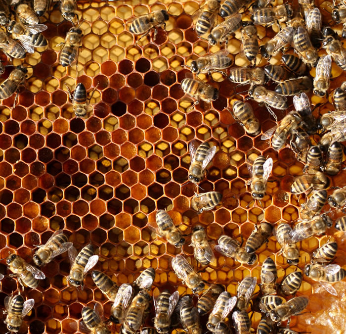 蜜蜂如何建造蜂巢？