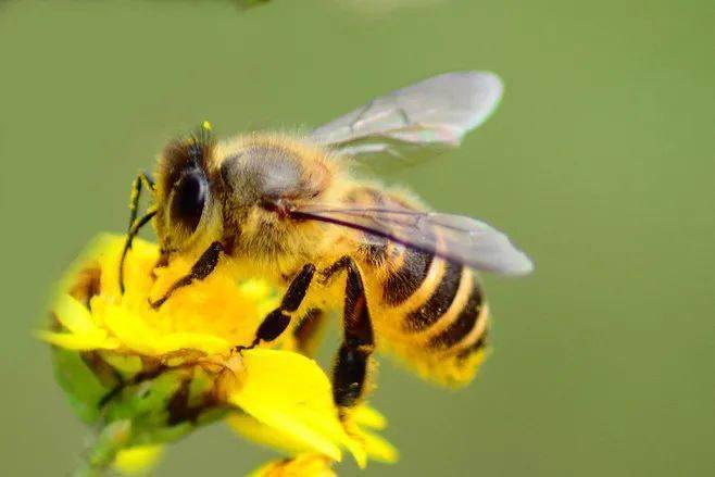 ​工蜂飞着转圈是什么病（巢门前有很多蜂打转和死亡在地上）