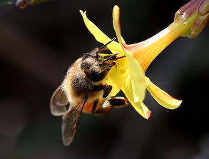 蜜蜂蜂王是自己吃蜂蜜吗（为什么蜂王盒子里面要放红糖）