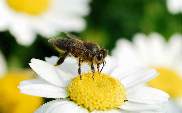 蜜蜂是蜂王交尾后才分蜂吗（蜜蜂是先分家还是先交尾）