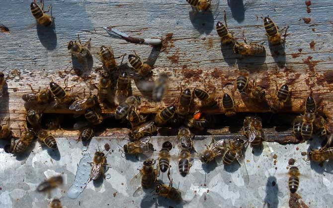 如何自学养蜂技术（新手怎样学养蜜蜂）