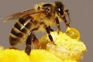 蜜蜂失王所有的工蜂都会产卵吗（蜜蜂失王多久工蜂产卵）