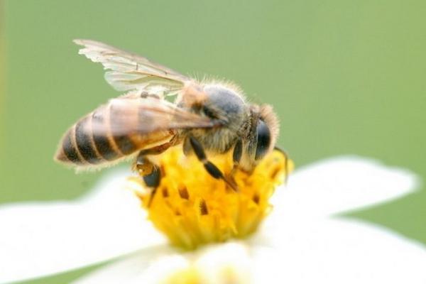 蜜蜂失王所有的工蜂都会产卵吗（蜜蜂失王多久工蜂产卵）
