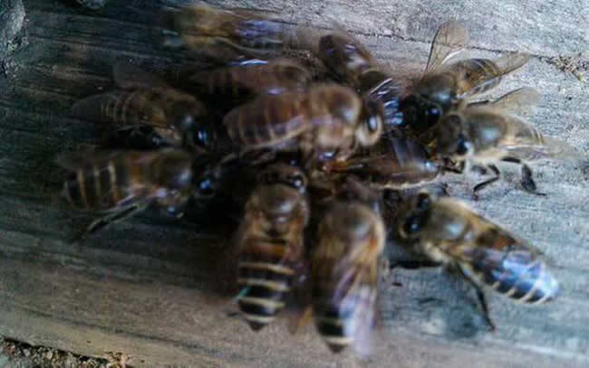 蜜蜂打架的起因及处理办法