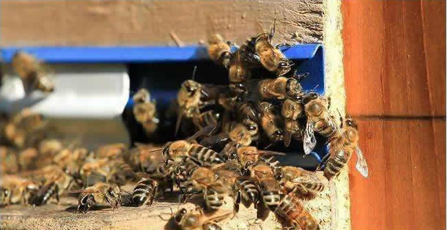 蜜蜂打架的起因及处理办法