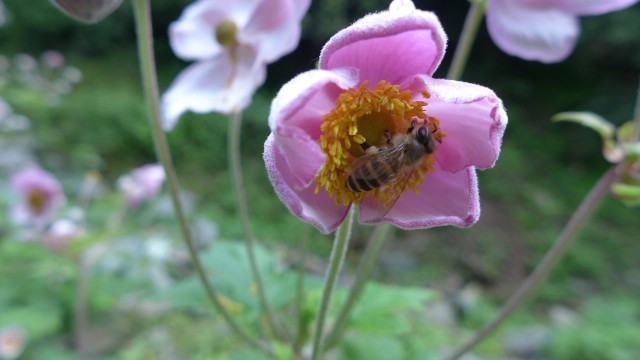 冬季蜜蜂的养殖与管理