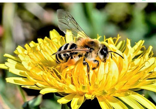 怎样才能养好蜜蜂？